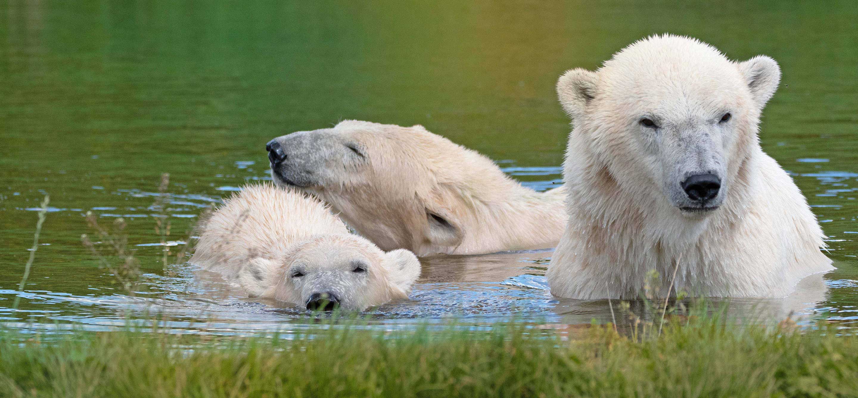 Skandinaviskdyrepark Isbjørne